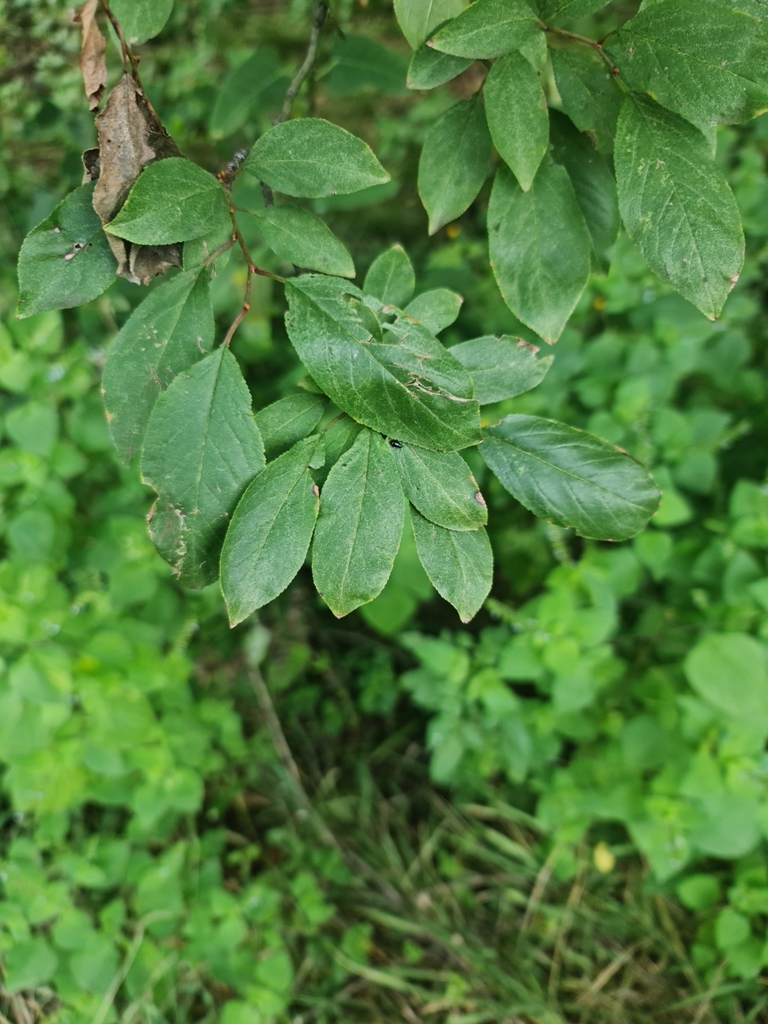 Red stinkwood in April 2023 by Kyle Campbell · iNaturalist