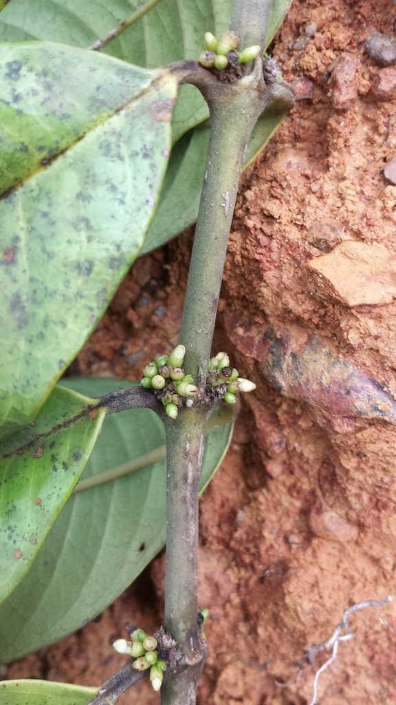 Saldinia longistipulata