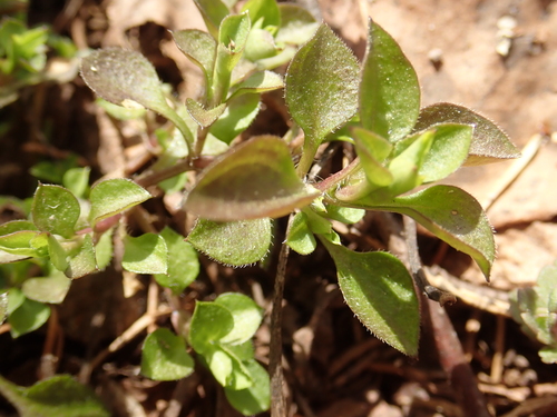 Arenaria trinervia iNat (3)