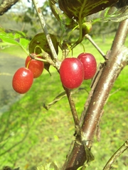 Cornus officinalis
