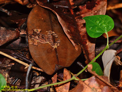 Ingerophrynus divergens