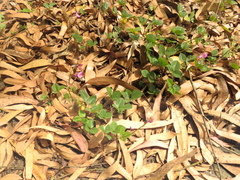 Desmodium molliculum