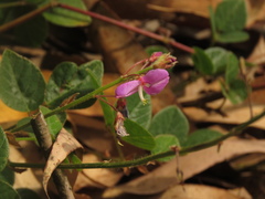 Desmodium molliculum