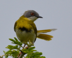 Apalis flavida neglecta