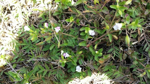 Torenia image