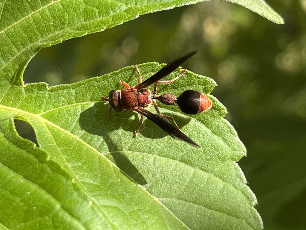 Zethus productus