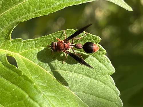 Zethus productus