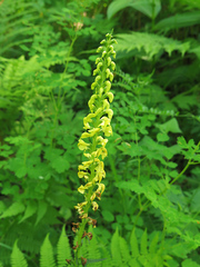 Pedicularis incarnata
