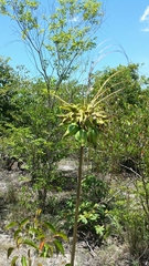Tacca