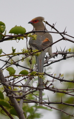 Urocolius indicus transvaalensis