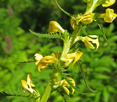 Pedicularis incarnata