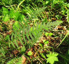 Pedicularis incarnata