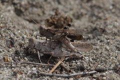 Trimerotropis thalassica