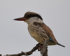 Common Striped Kingfisher - Photo (c) copper, some rights reserved (CC BY-NC), uploaded by copper