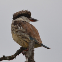 Halcyon chelicuti chelicuti