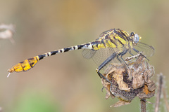 Dromogomphus spoliatus