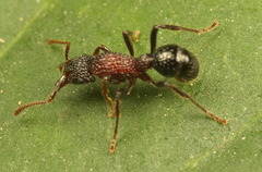 Stictoponera bicolor