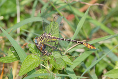 Dromogomphus spoliatus