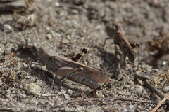 Trimerotropis thalassica