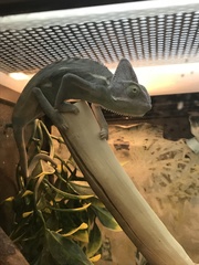 Chamaeleo calyptratus