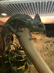 Chamaeleo calyptratus