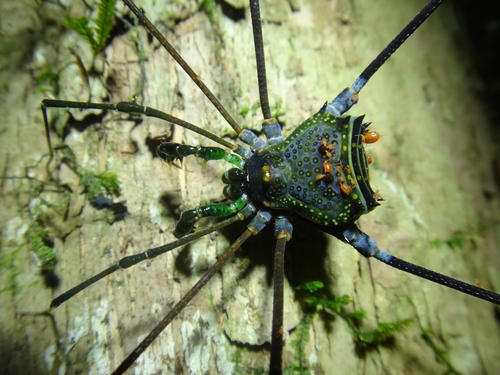 daddy longlegs