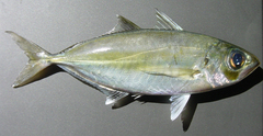 Selar crumenophthalmus