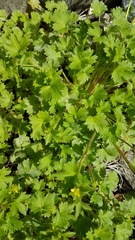 Ranunculus parviflorus