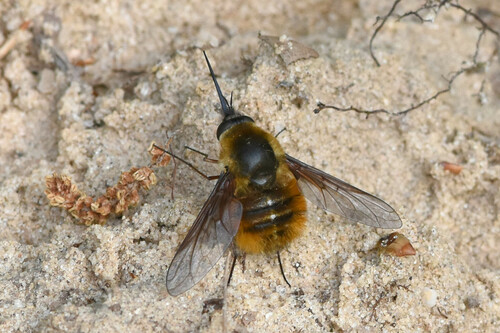 Mexican Bee Fly