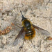 Bombylius mexicanus - Photo (c) Robert Dobbs, some rights reserved (CC BY-NC), uploaded by Robert Dobbs