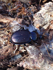 Sphaeroderus stenostomus