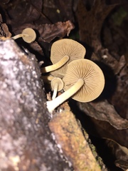 Simocybe centunculus var. centunculus image