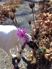 Centaurea stoebe australis