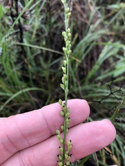 Setaria reverchonii