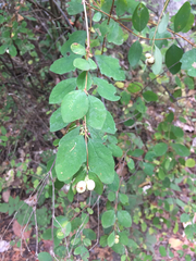 Symphoricarpos albus albus