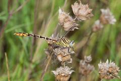 Dromogomphus spoliatus