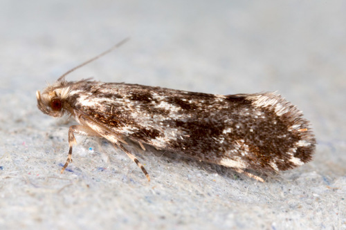 Dryadaula heindeli