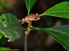 Rhacophorus pardalis