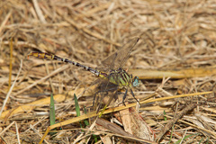 Dromogomphus spoliatus