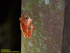 Rhacophorus pardalis