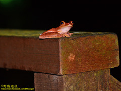 Rhacophorus pardalis