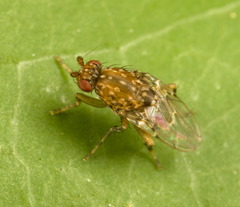 Poecilosomella