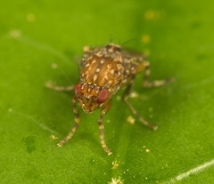 Poecilosomella