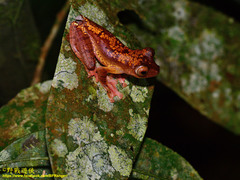 Rhacophorus pardalis