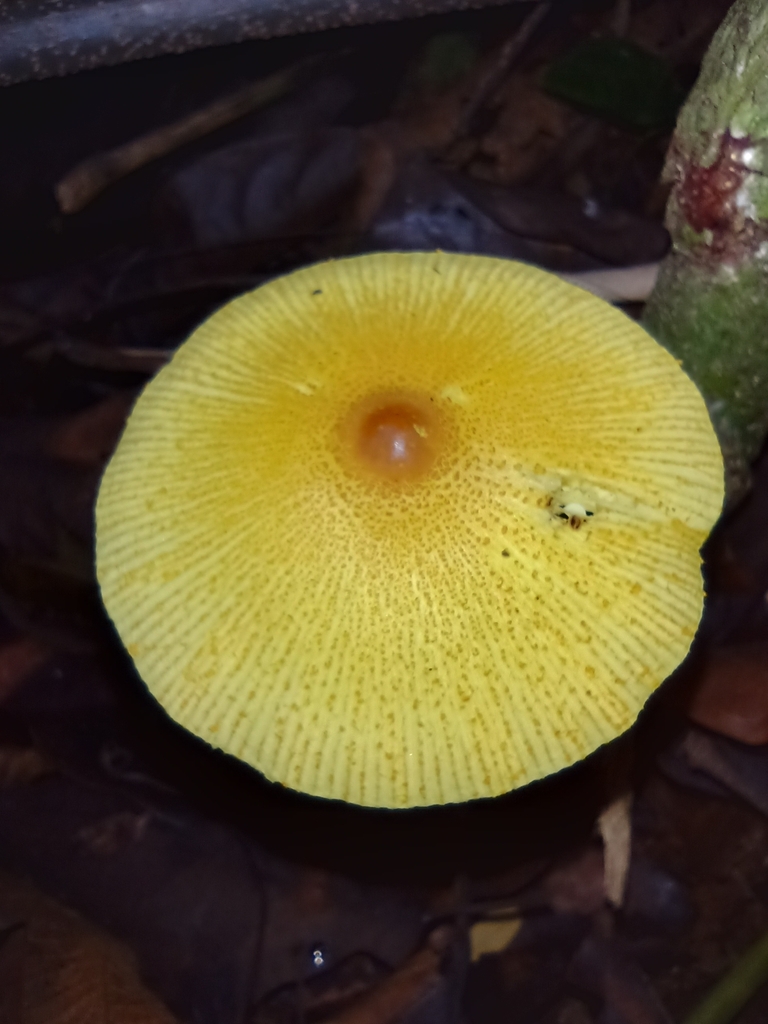 Leucocoprinus brunneoluteus · April 2023 · photo: © biomartita (iNaturalist, cc-by)
