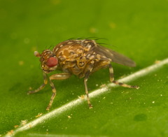 Poecilosomella