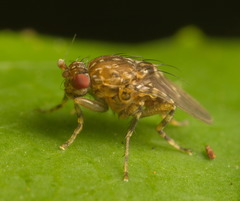 Poecilosomella