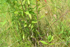 Rudbeckia hirta