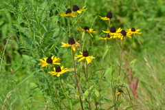 Rudbeckia hirta