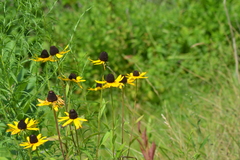 Rudbeckia hirta